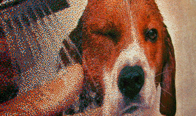 Beagle Sprinkles Portrait