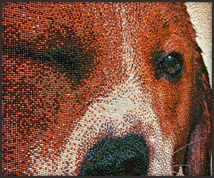Beagle Sprinkles Portrait