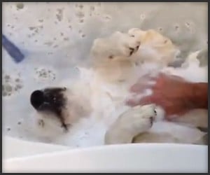 Bath Loving Dog