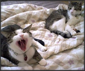Cats Scream Yawns