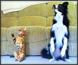 Cat Tricks vs. Dog Tricks