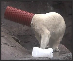 Tubular Polar Bear