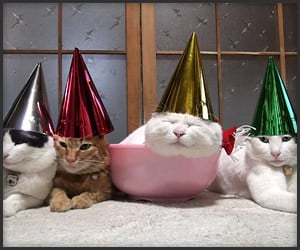Cats Hate Hats