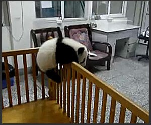 The Great Panda Escape