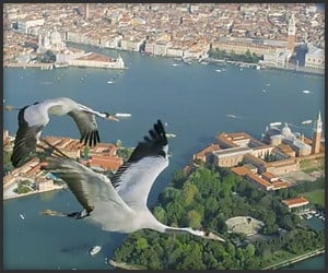 Cranes Over Venice