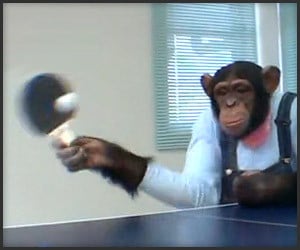 Ping Pong Chimp