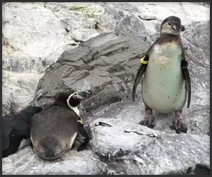 This Penguin is a Jerk
