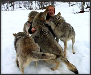 Anita and the Wolves