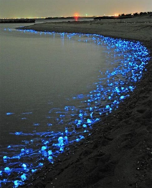 Firefly Squid Beach