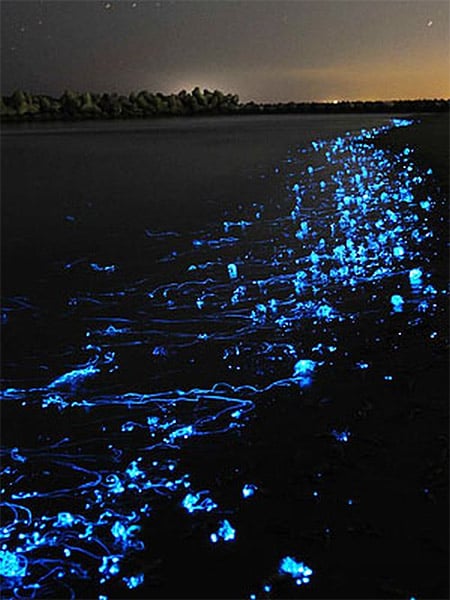 Firefly Squid Beach