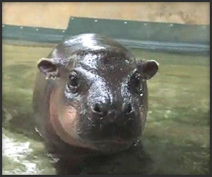 Baby Hippo’s First Swim