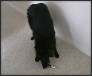Dog vs. Toothbrush