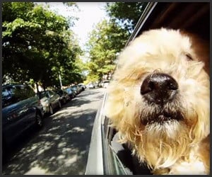 Dogs in Cars: Vornado