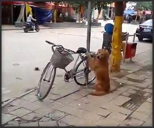 Bike Guard Dog