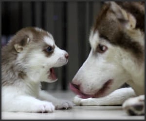 Husky Puppy & Mom