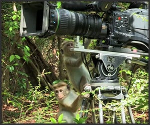 Monkey Cameramen