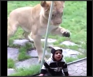 Lion Wants to Eat Baby