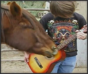 Horse Plays Guitar