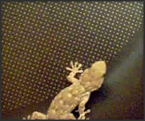 Gecko vs. Teflon