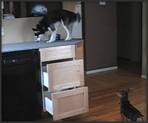 Indirect Counter Surfing