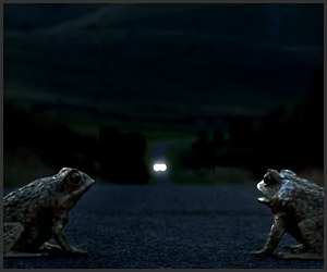 Cane Toad Road