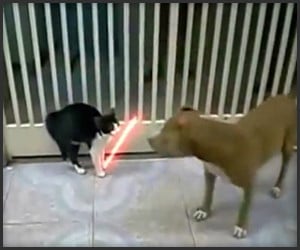 Jedi Cat vs. Pitbull