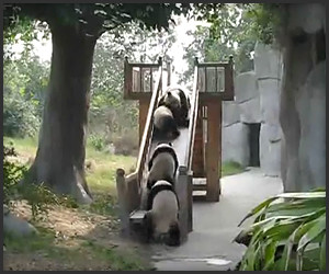 Pandas on a Slide