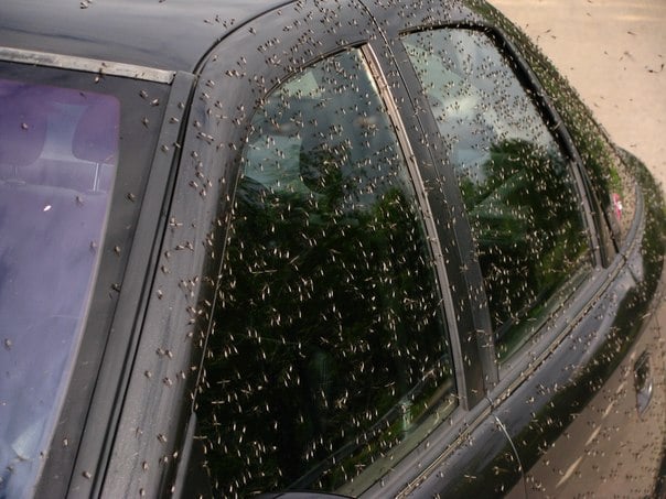 Belarus Mosquito Swarms