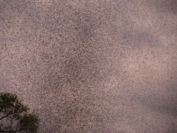 Belarus Mosquito Swarms