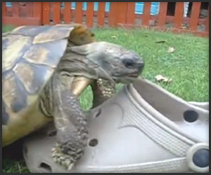 Attenborough: Tortoise & Sandal