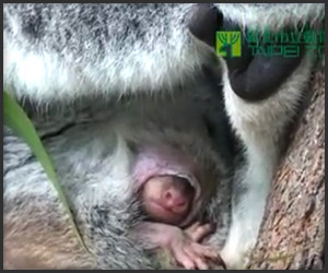 Baby Koala Peeks out