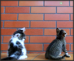 Cat vs. Laser Cat