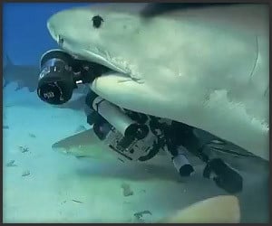 Shark Steals Camera