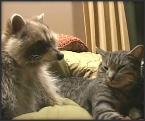 Raccoon Loves Cat