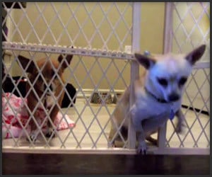 Dog Prison Break 2