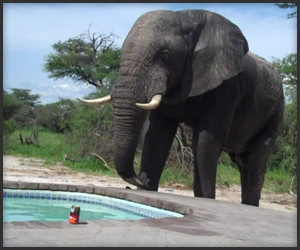 Elephant Crashes Pool Party