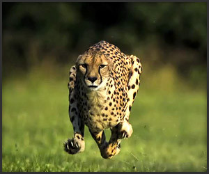 World’s Fastest Cheetah