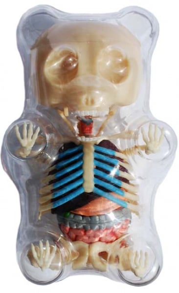 Gummy Bear Anatomy Toy