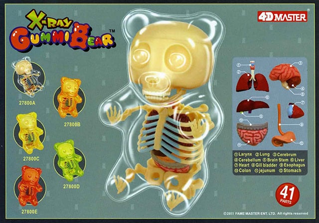 Gummy Bear Anatomy Toy