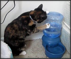 Cat Can’t Get to Water