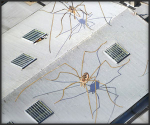 Giant Spider Invasion