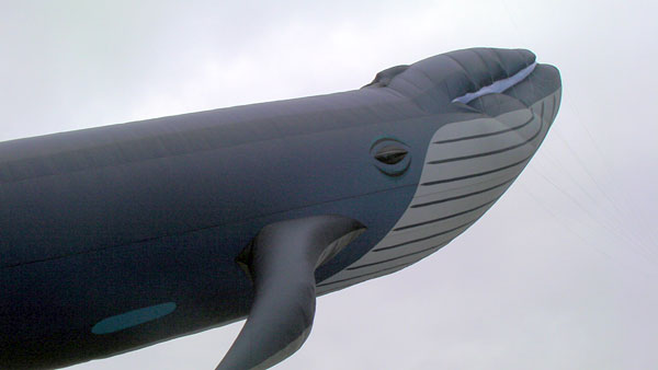 Blue Whale Kite