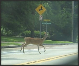 Please Move the Deer Crossing
