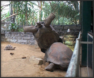 Bully Tortoise