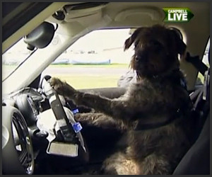 Dog Driving School