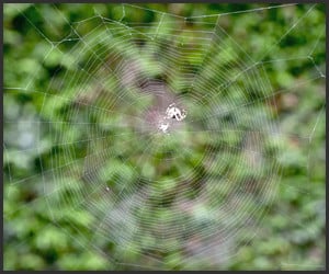 Spider Web Time-Lapse