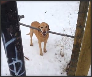 A Dog, a Stick and a Fence