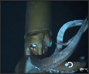 Giant Squid on Camera