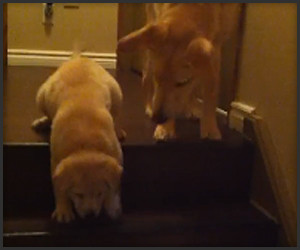 How to Go Down the Stairs