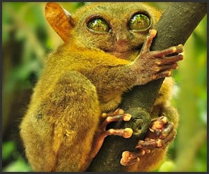 True Facts About the Tarsier